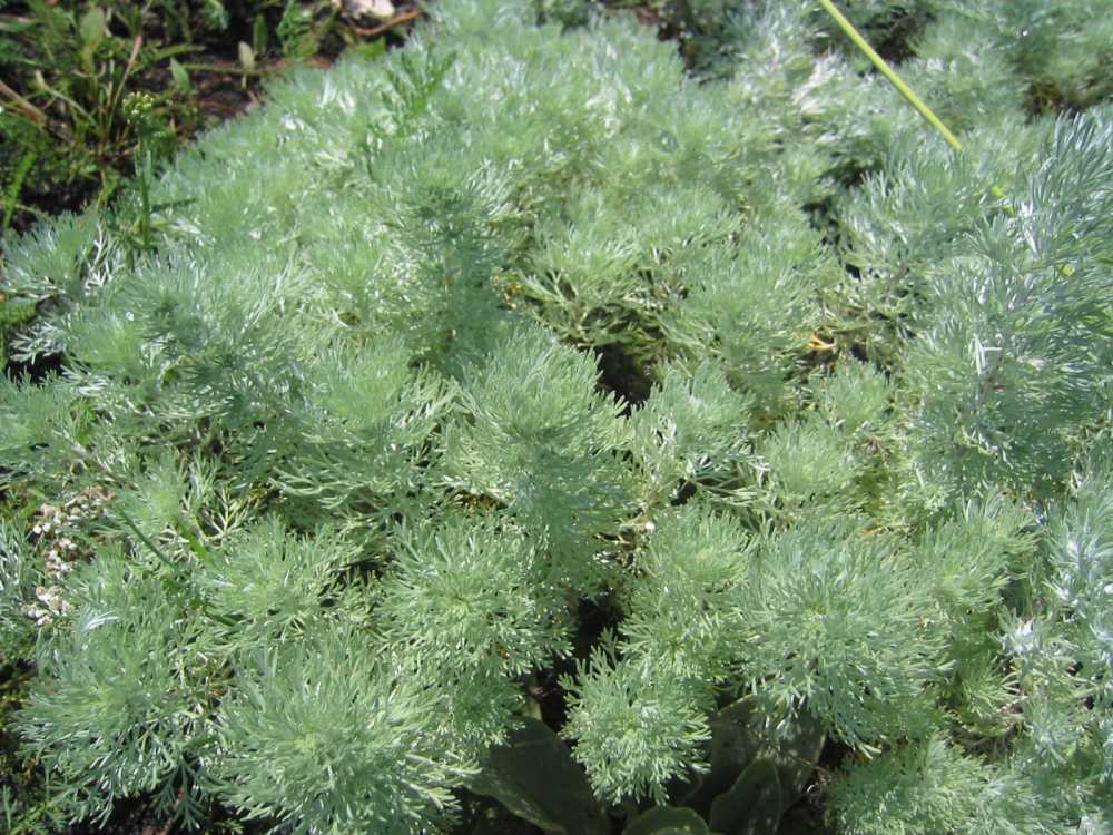 Artemisia schmidtiana 'Nana' (Zwergiger Beifuß)